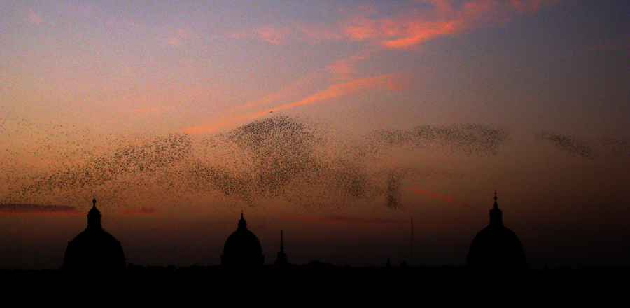 The Birds of Rome
