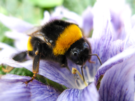 Bumblebee, Paros, Greece