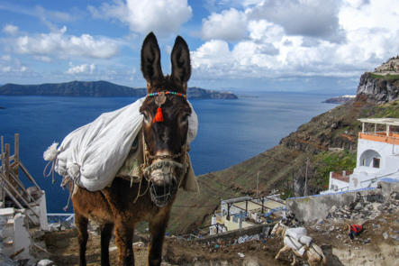 Construction Donkeys, Santorini
