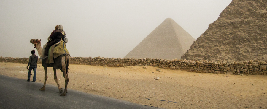 Camels at Giza, Egypt