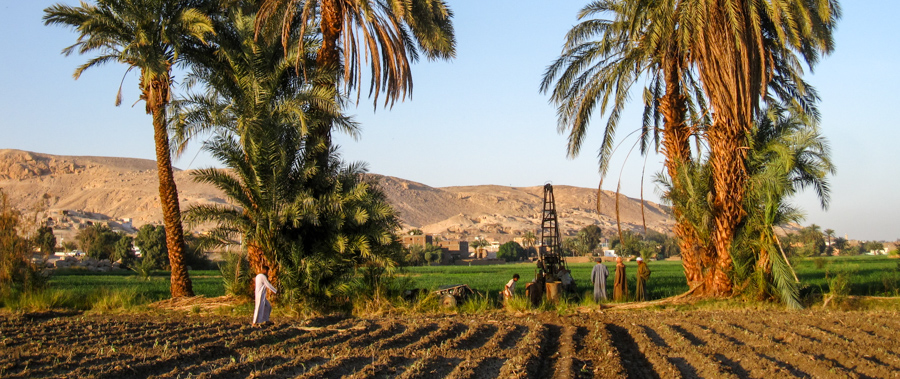 Fields and Irrigation near Luxor, Egypt