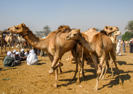 Camel Market near Kom Ombo, Egypt