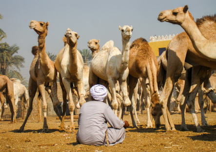 Camel Driver, Kom Ombo, Egypt