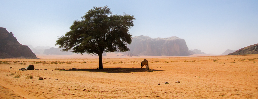 Camel in the Shade, Wadi Rum Desert, Jordan