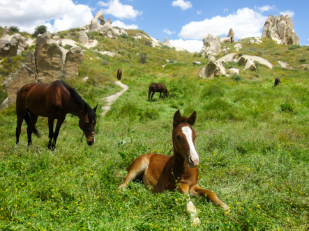 The Cappadocian Fauna, Turkey