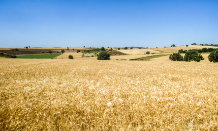 Golden Fields of Troy, Turkey