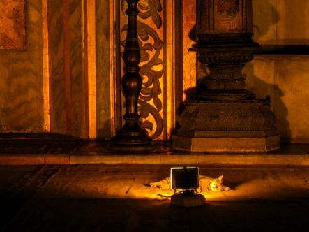 Un Gato, Aya Sofia, Istanbul